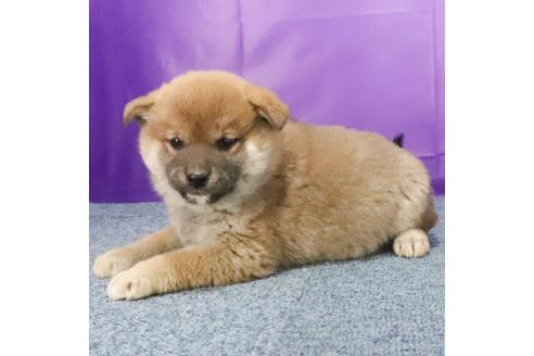 成約済の愛知県の柴犬-371987の2枚目